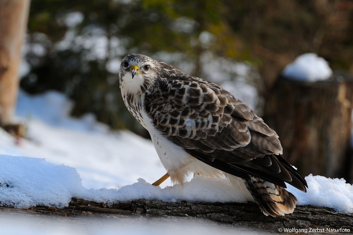 --- Mäusebussard 2 ---    ( Buteo buteo )