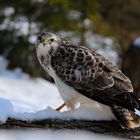 --- Mäusebussard 2 ---    ( Buteo buteo )