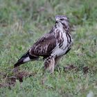 Mäusebussard 2 (Buteo buteo)