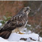 - Mäusebussard 2 - ( Buteo buteo )