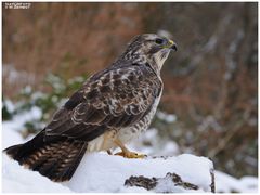 - Mäusebussard 2 - ( Buteo buteo )