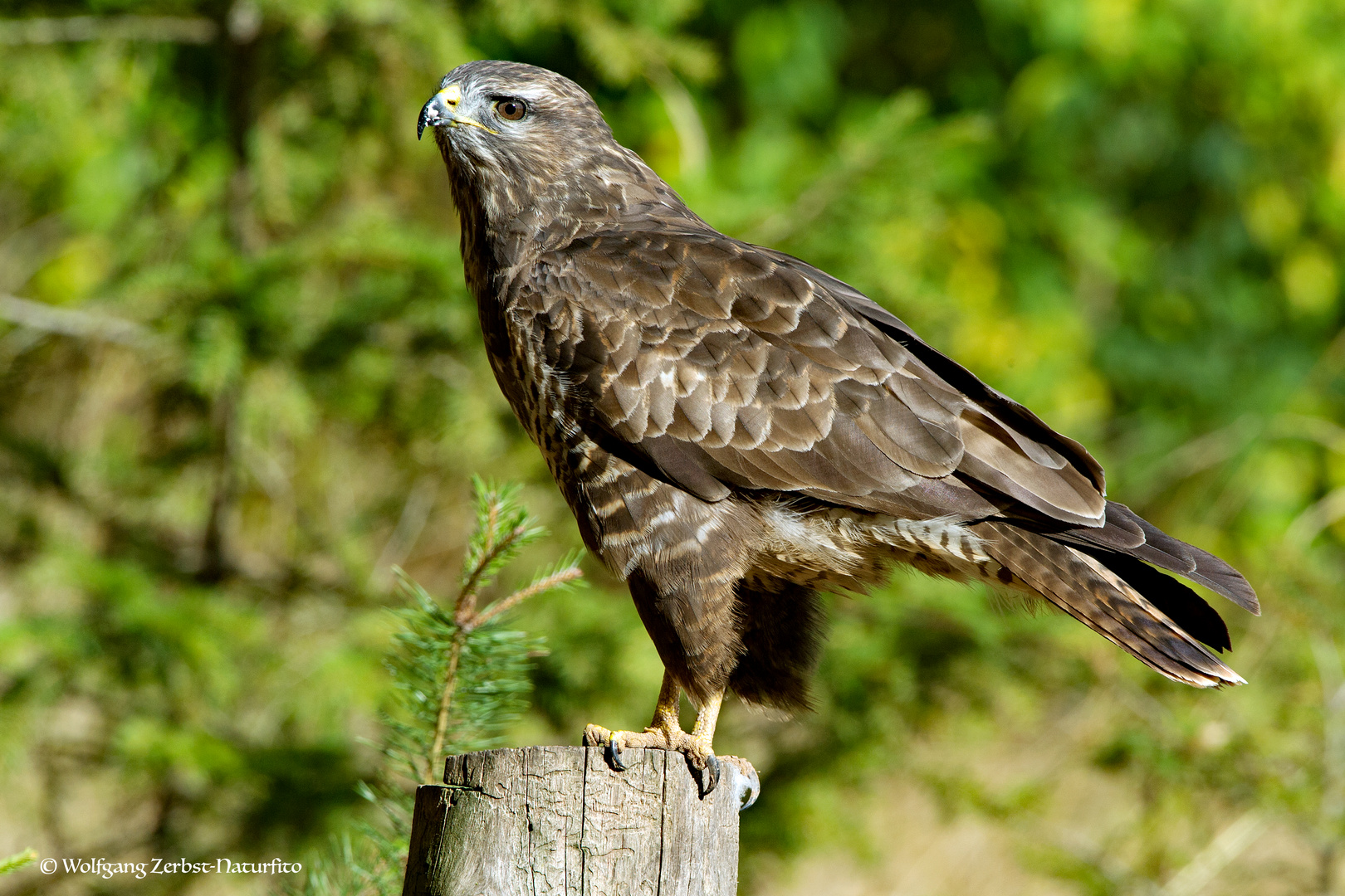 --- Mäusebussard 2 ---         ( Buteo buteo )