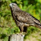 --- Mäusebussard 2 ---         ( Buteo buteo )