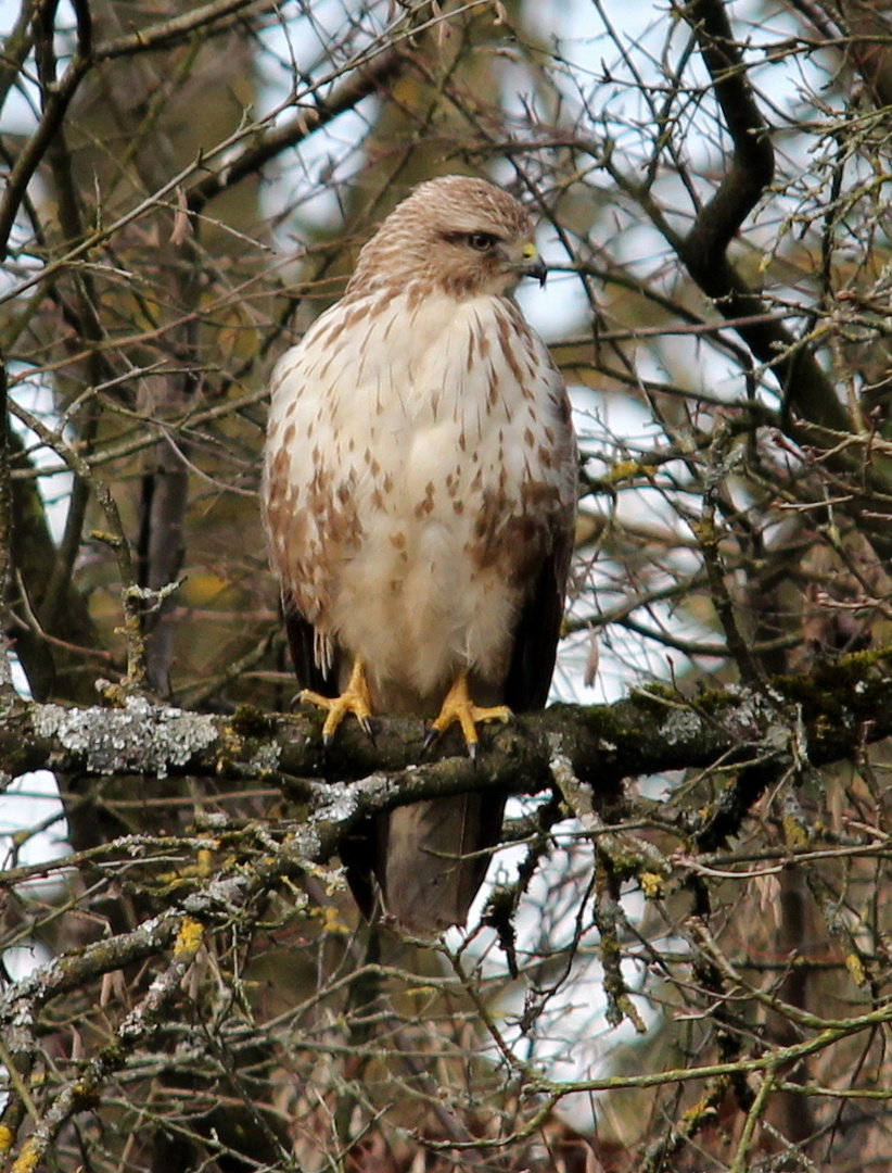 Mäusebussard 2 (Buteo buteo)