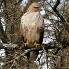 Mäusebussard 2 (Buteo buteo)