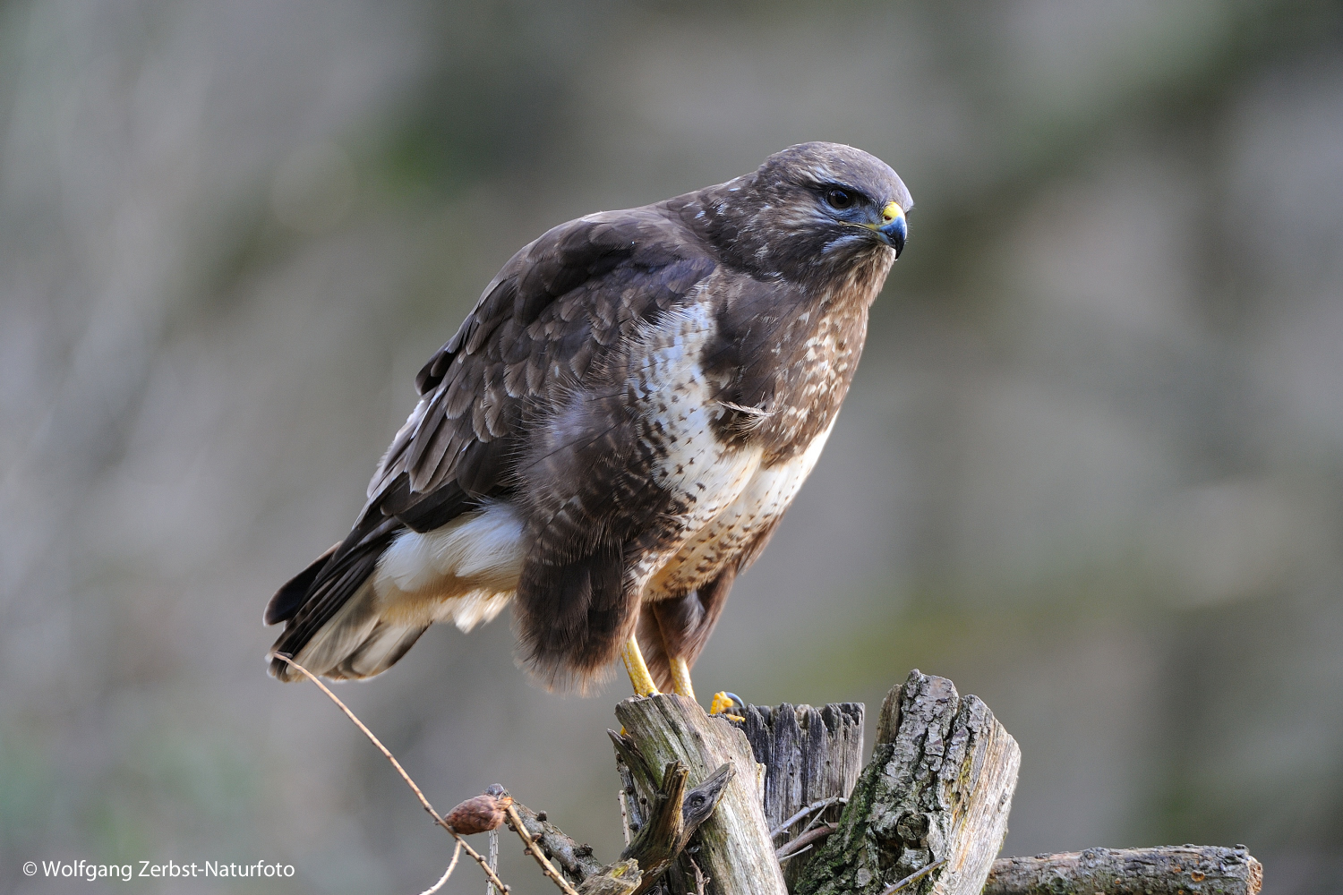 ---  Mäusebussard 2 ---         ( Buteo buteo )