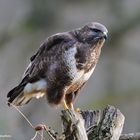 ---  Mäusebussard 2 ---         ( Buteo buteo )