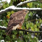 Mäusebussard 2 (Buteo buteo)