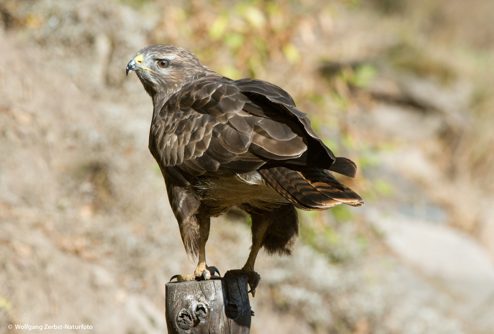 ---Mäusebussard 2 ---   ( Buteo buteo )