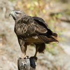 ---Mäusebussard 2 ---   ( Buteo buteo )