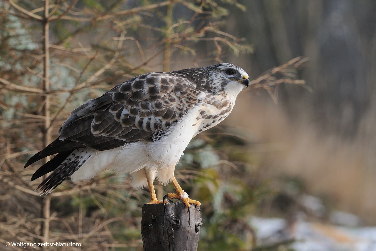 --- Mäusebussard 2 ---   ( Buteo buteo )