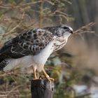 --- Mäusebussard 2 ---   ( Buteo buteo )