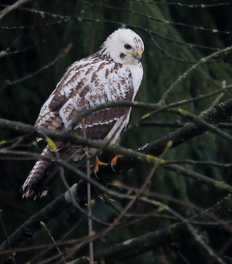 Mäusebussard 2 (Buteo buteo)