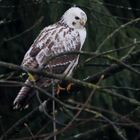 Mäusebussard 2 (Buteo buteo)