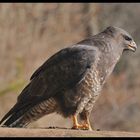 - Mäusebussard 2 - ( Buteo buteo )