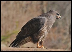 - Mäusebussard 2 - ( Buteo buteo )