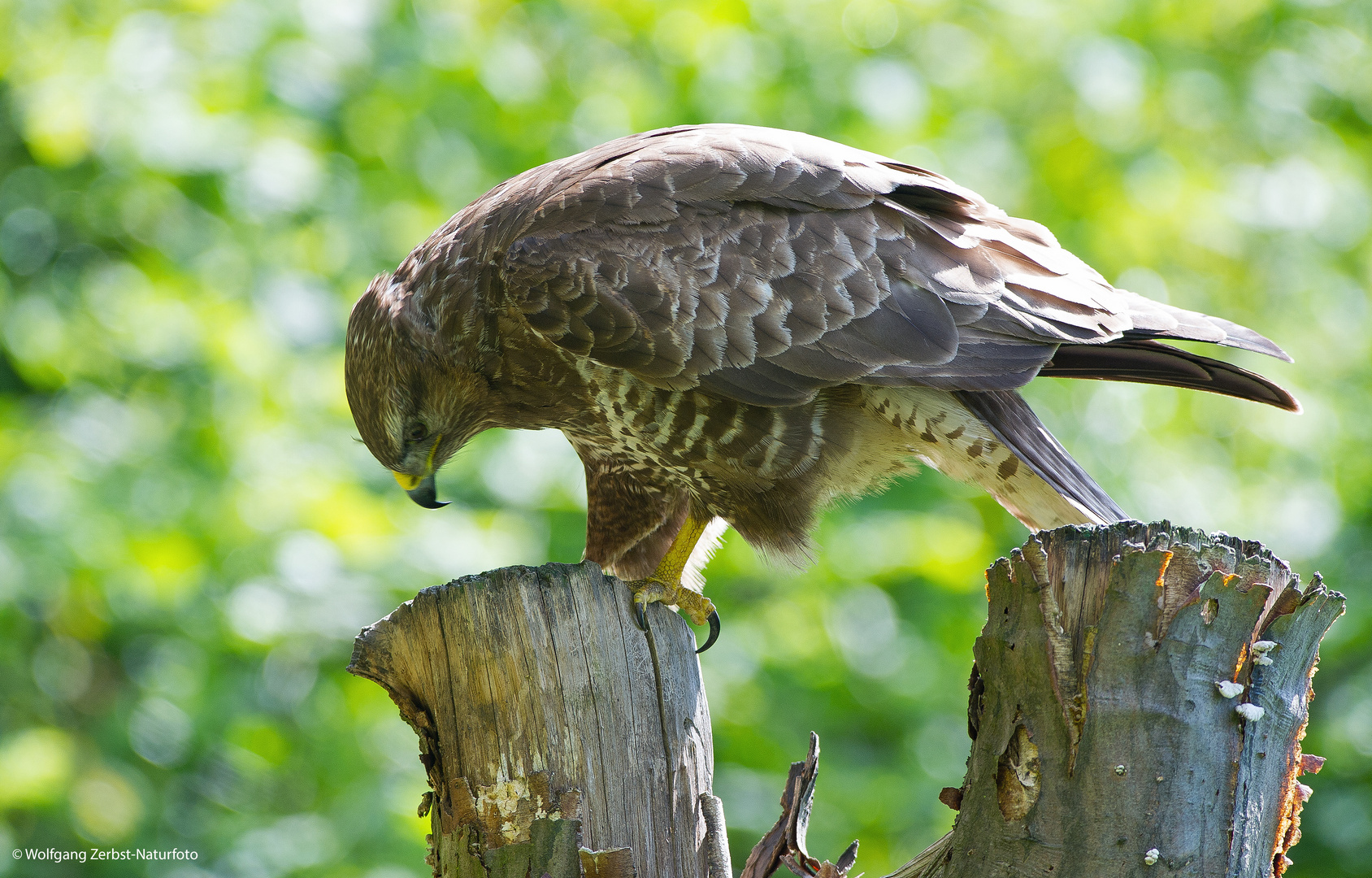 --- Mäusebussard 2 ---       ( Buteo buteo )