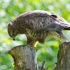 --- Mäusebussard 2 ---       ( Buteo buteo )