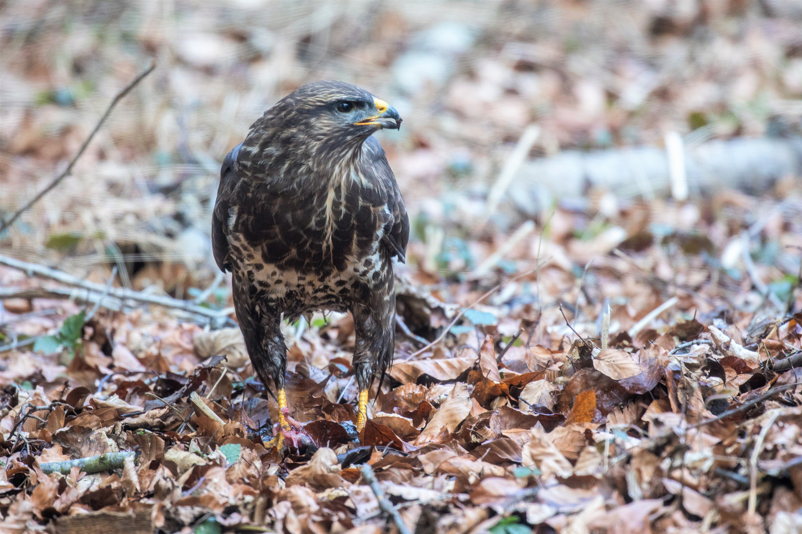 Mäusebussard (2)