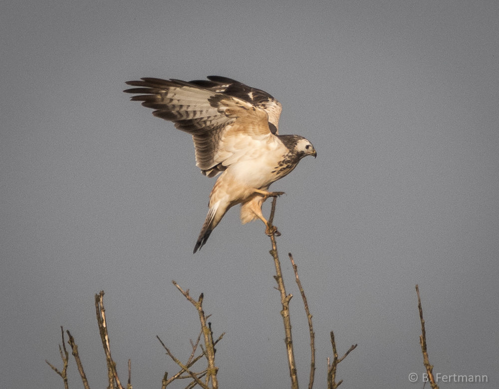 Mäusebussard #2