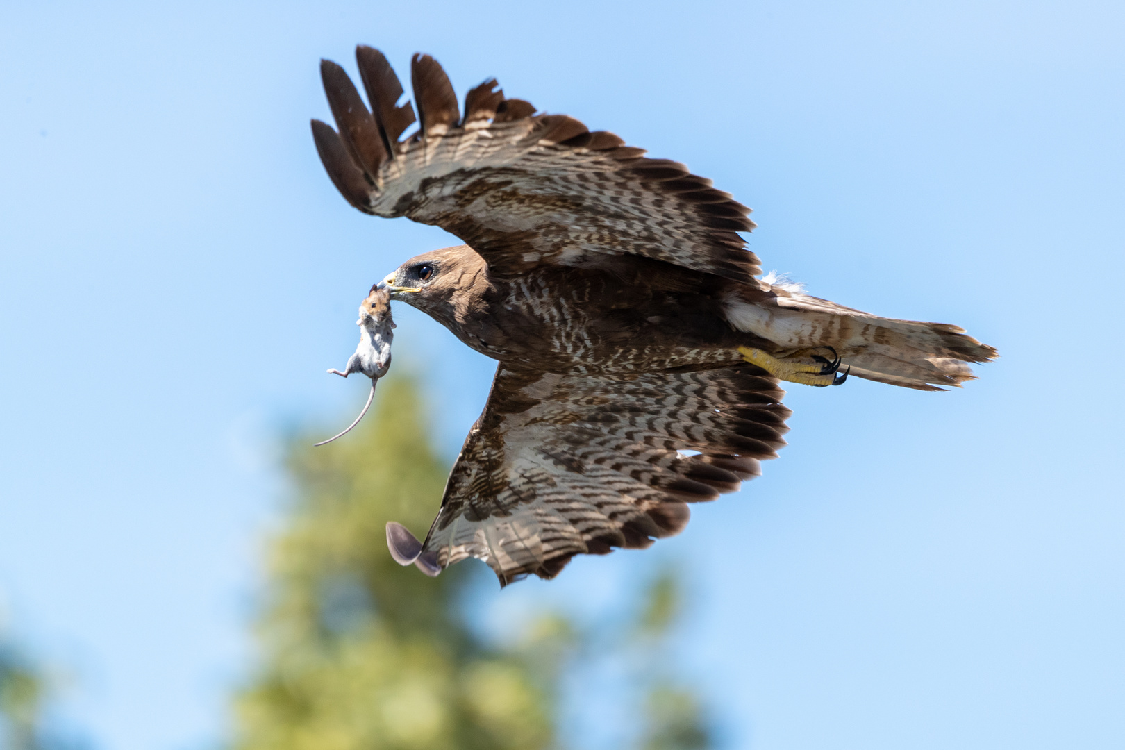 Mäusebussard 2 von 3