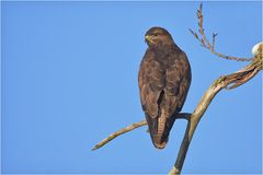 Mäusebussard