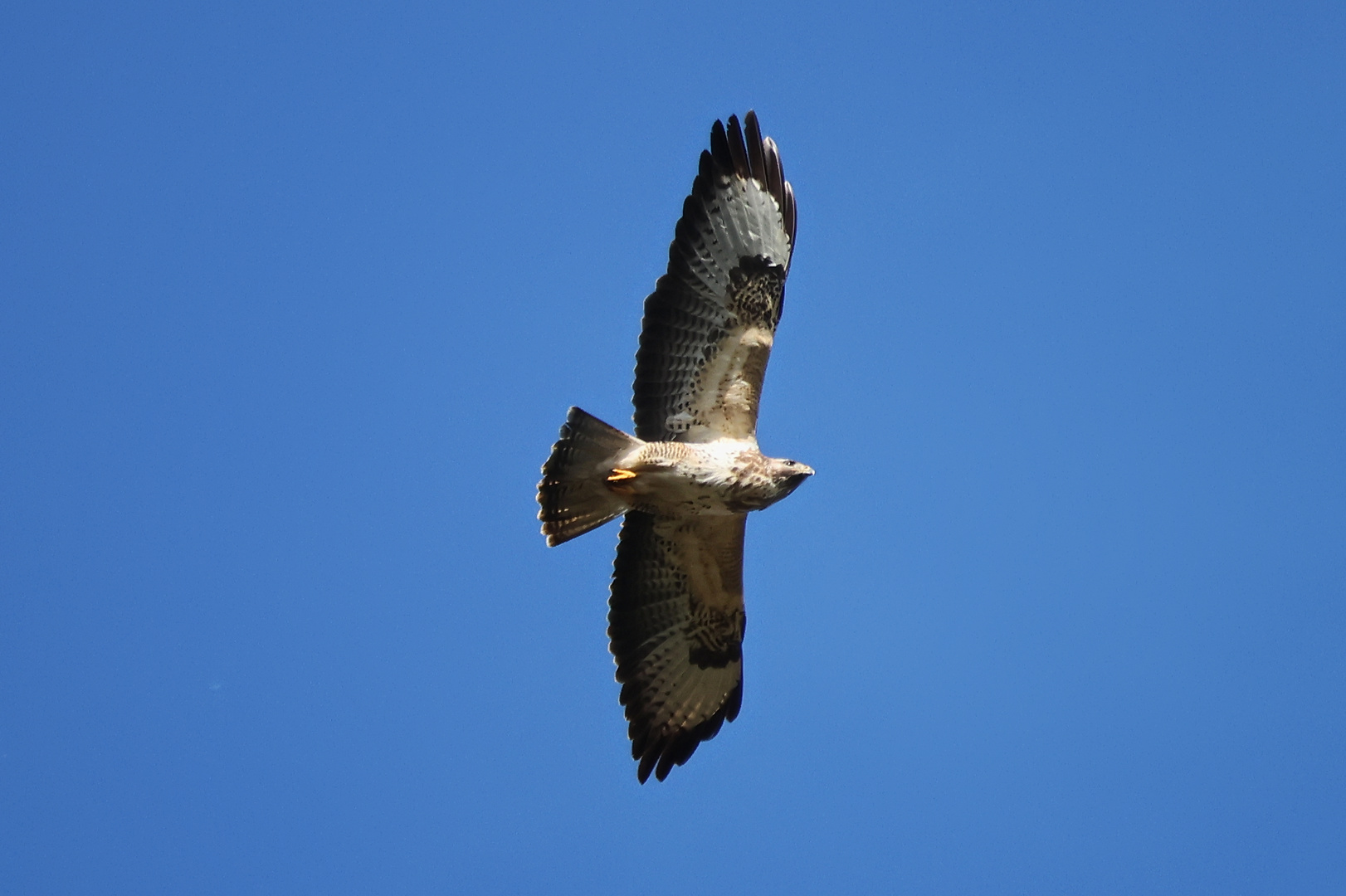 Mäusebussard (2024_03_03_0687_ji)