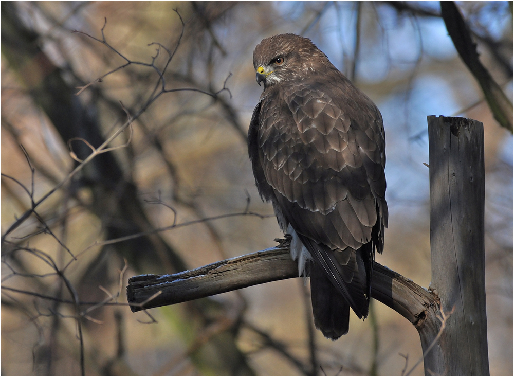 Mäusebussard