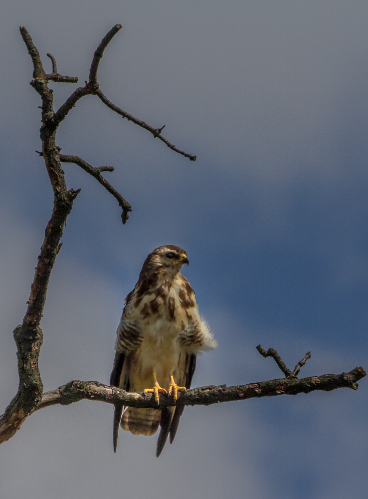 Mäusebussard