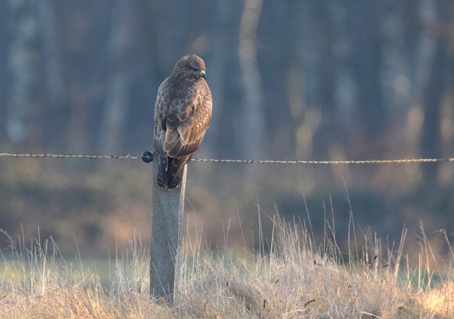 Mäusebussard