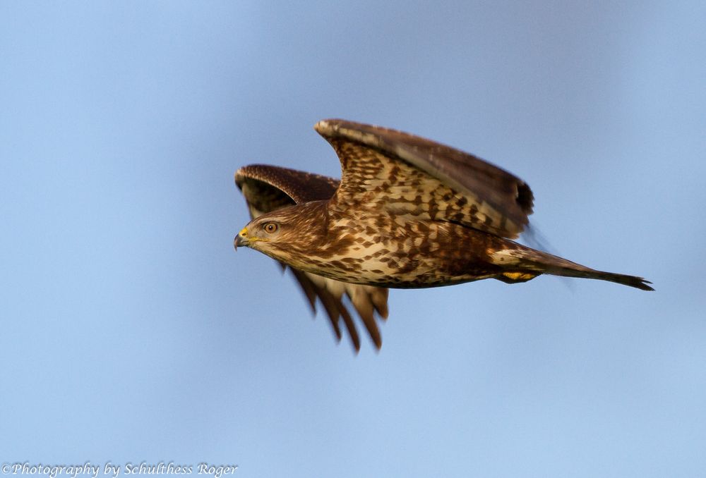 Mäusebussard