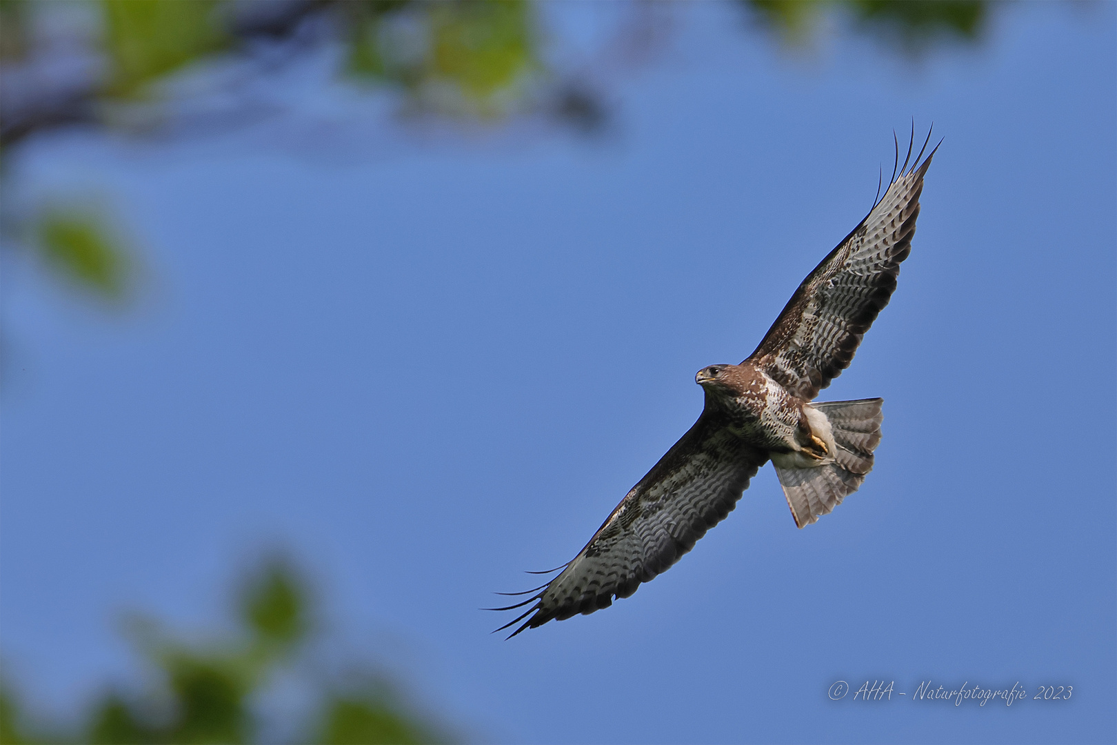 Mäusebussard