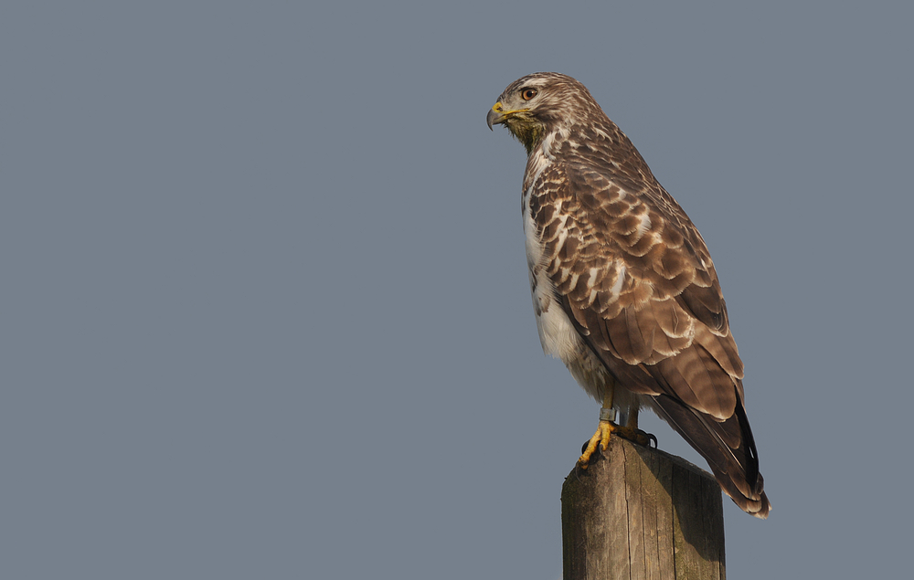 Mäusebussard