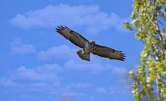 Mäusebussard