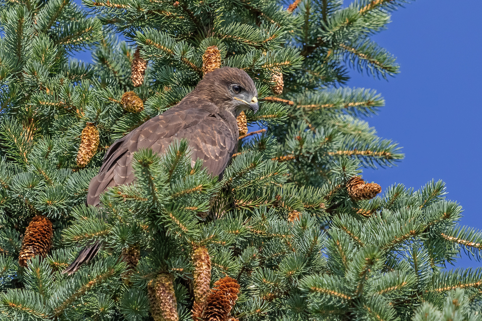 Mäusebussard