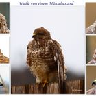 Mäusebussard