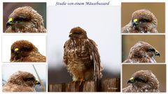 Mäusebussard