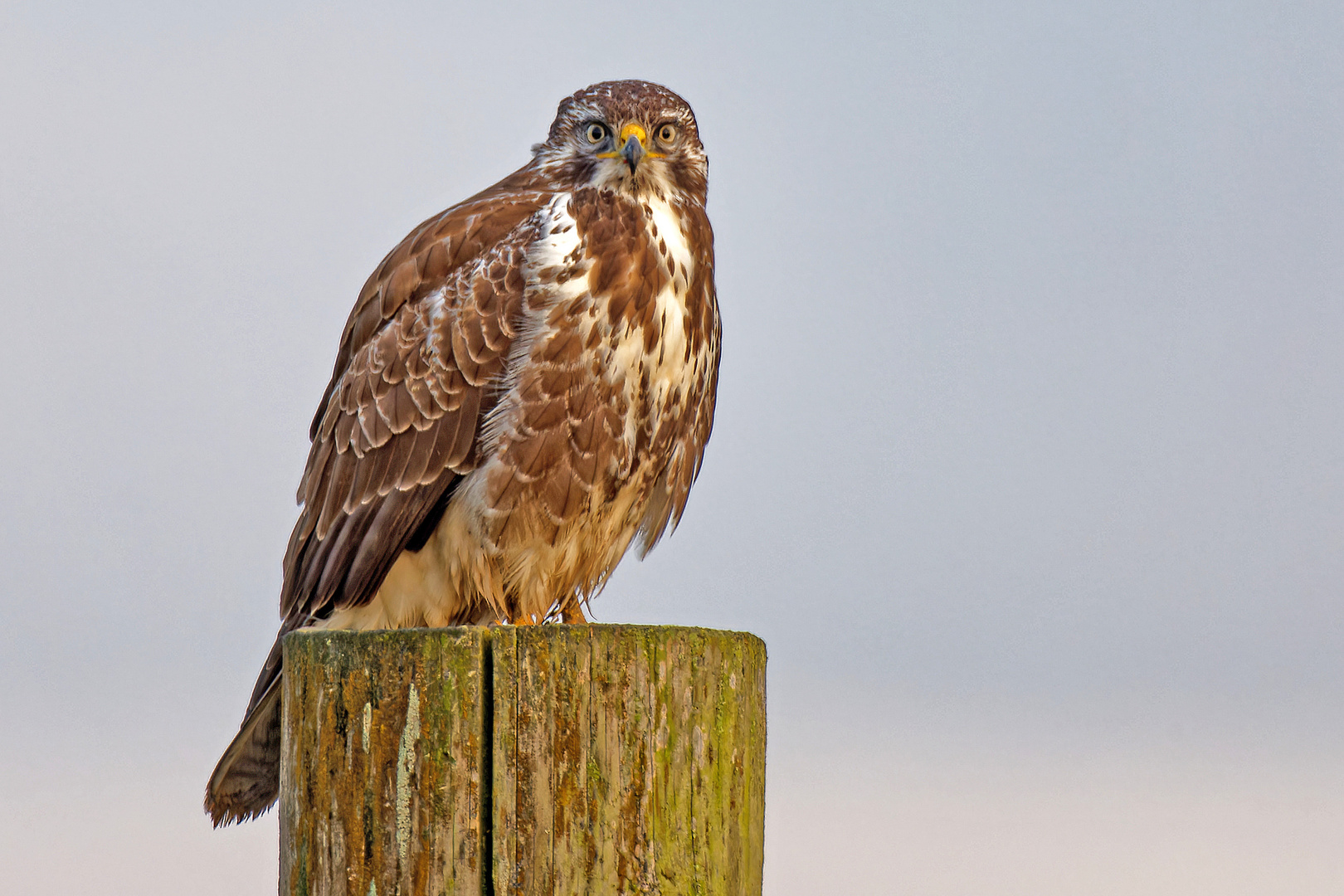 Mäusebussard