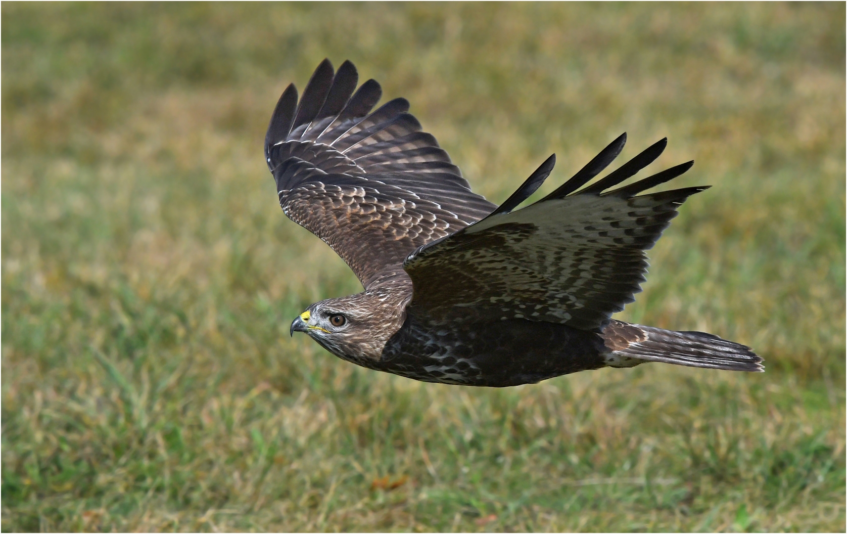 Mäusebussard