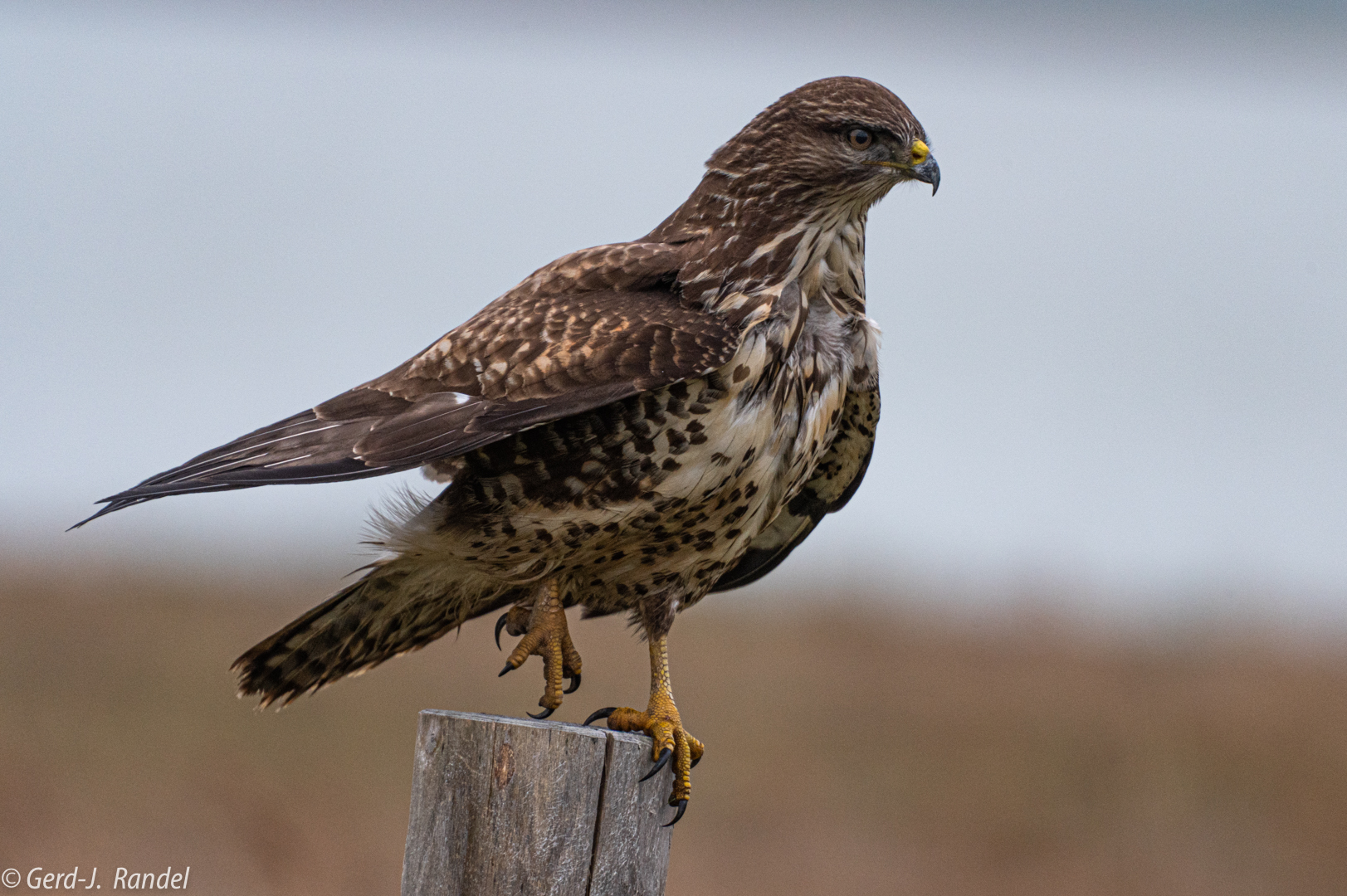 Mäusebussard