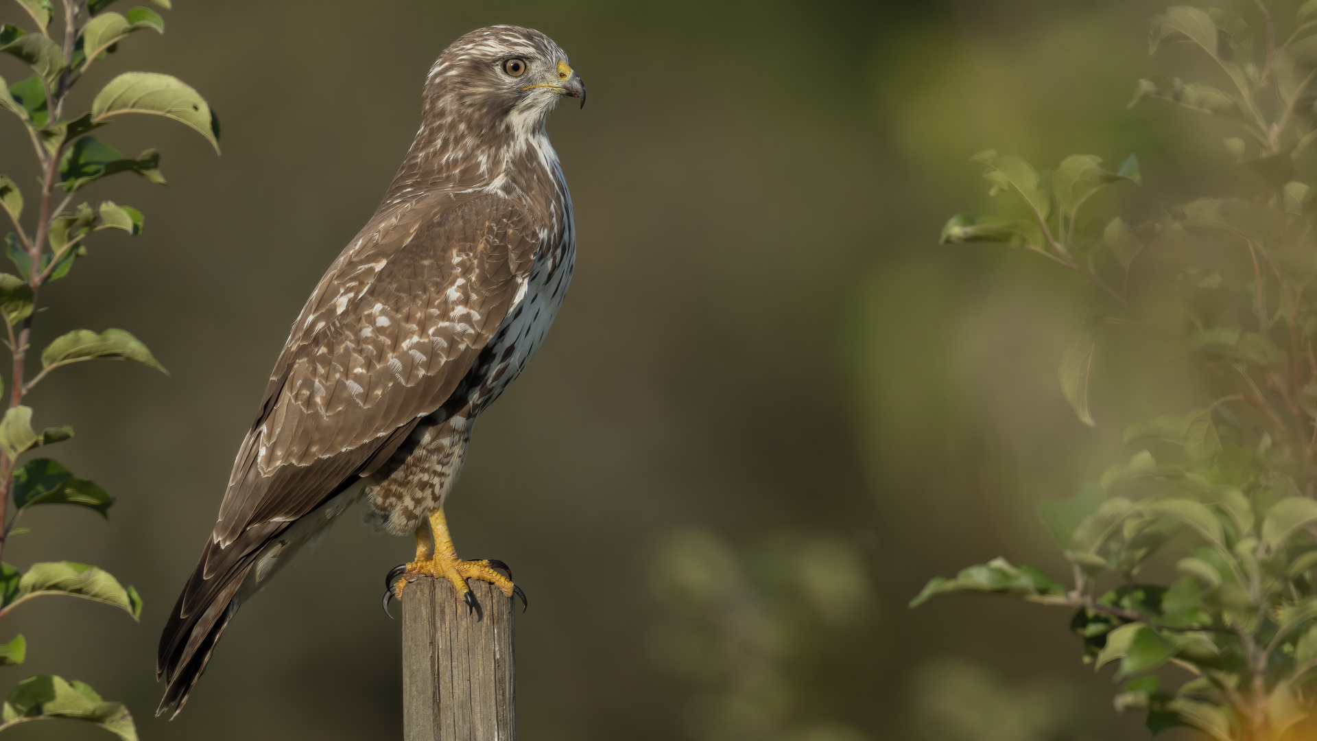 Mäusebussard