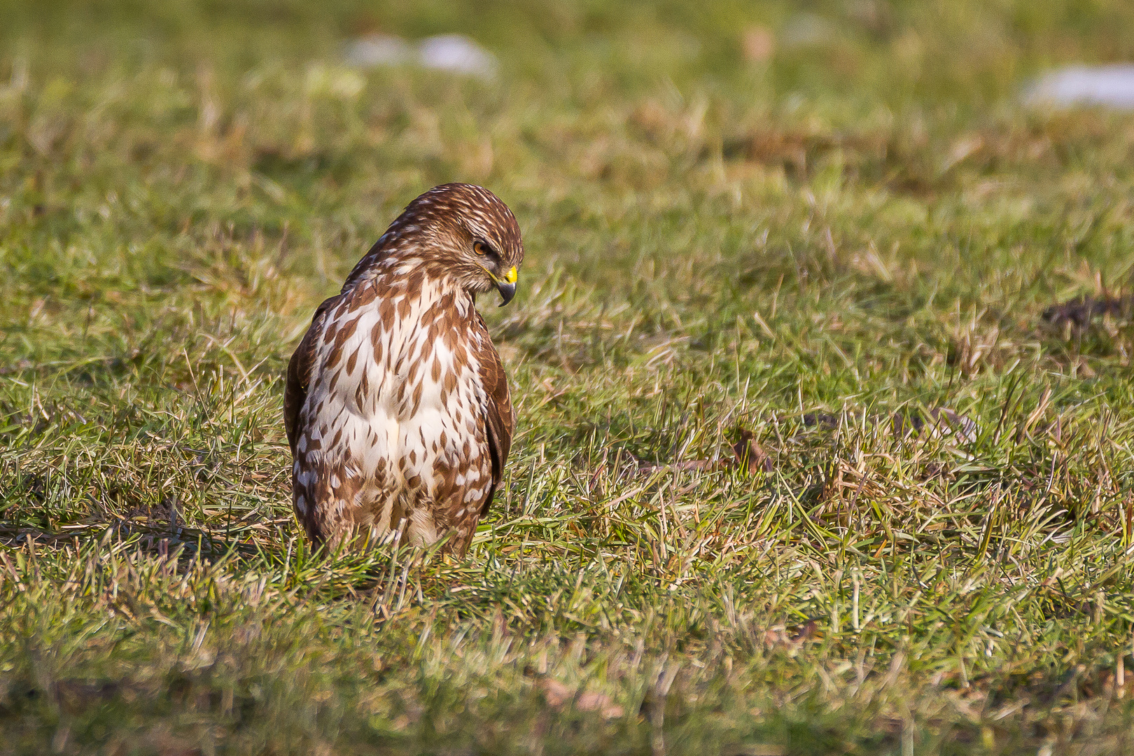 Mäusebussard