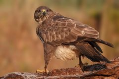 Mäusebussard
