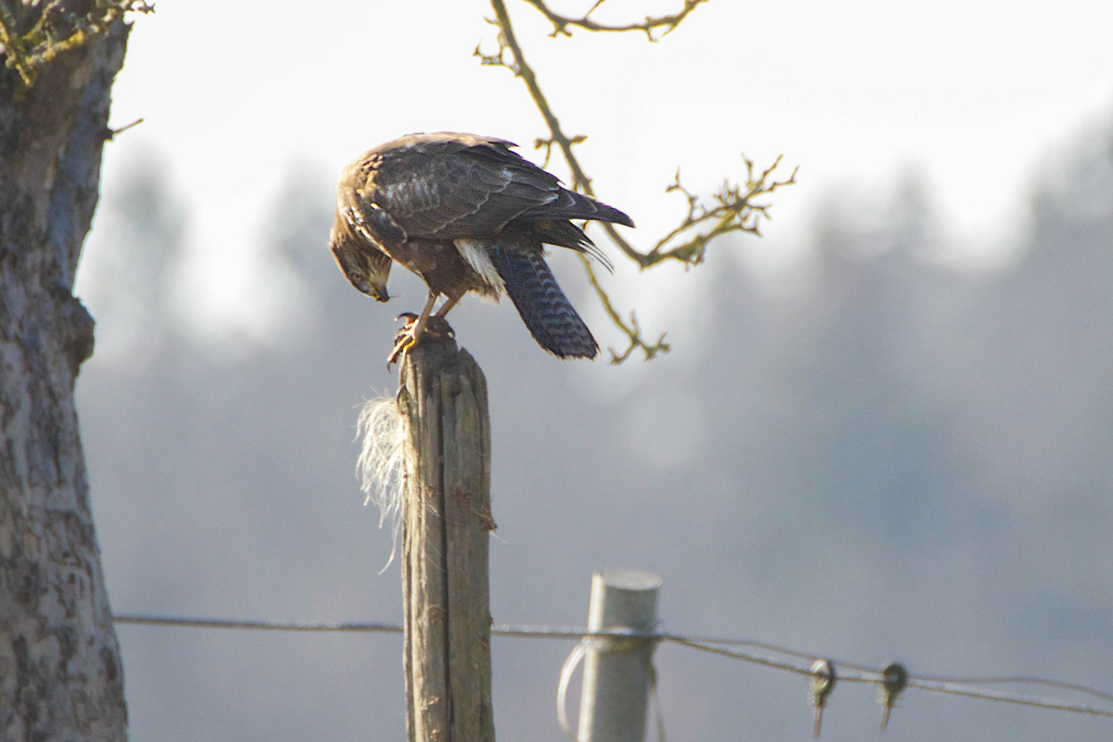 Mäusebussard