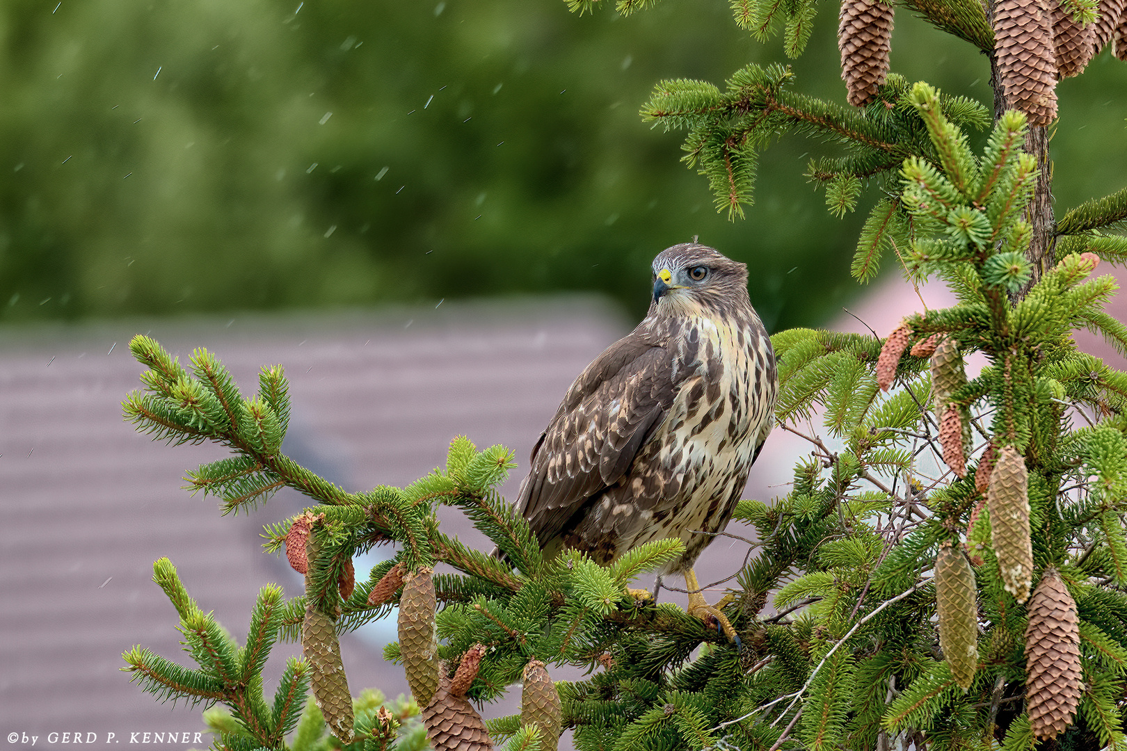 Mäusebussard