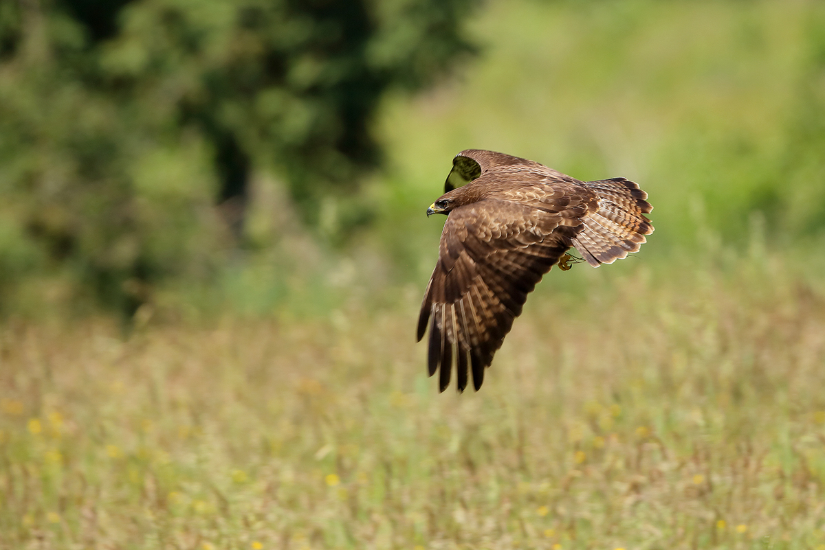 Mäusebussard