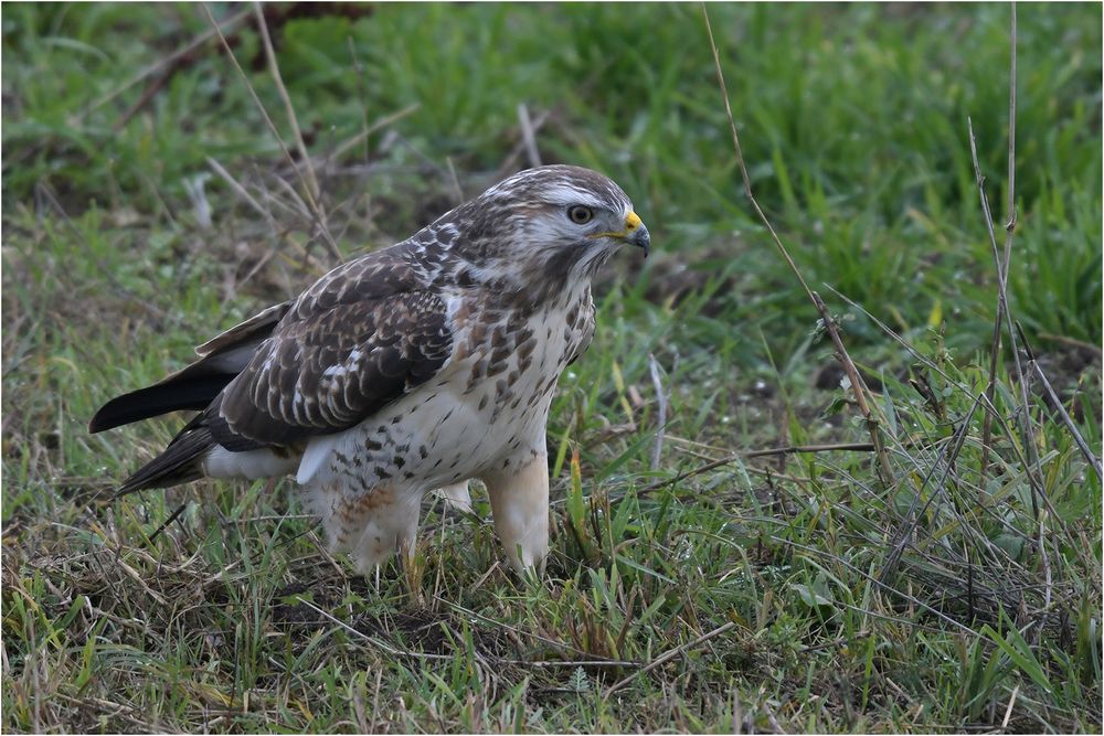 Mäusebussard