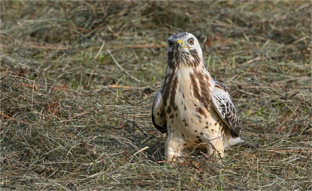 Mäusebussard 