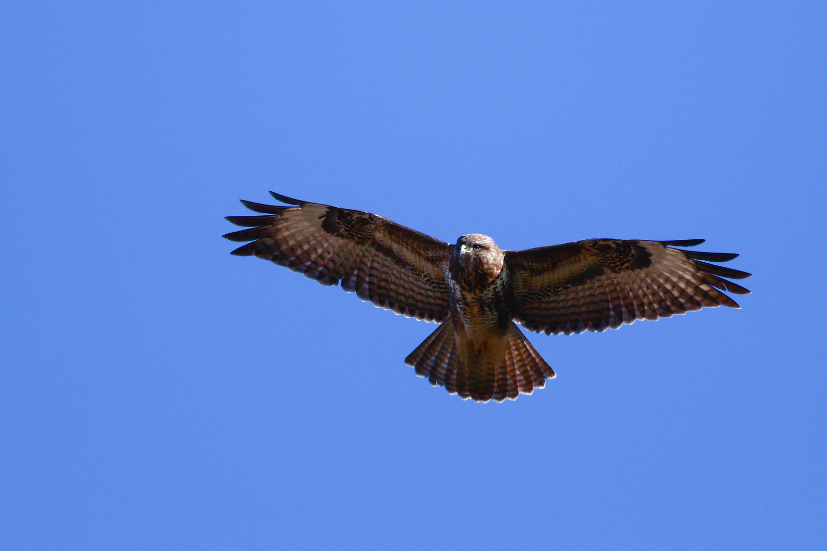 Mäusebussard