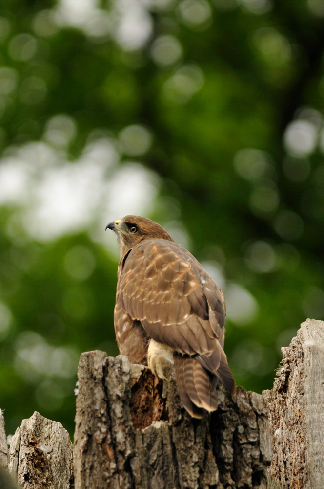 Mäusebussard